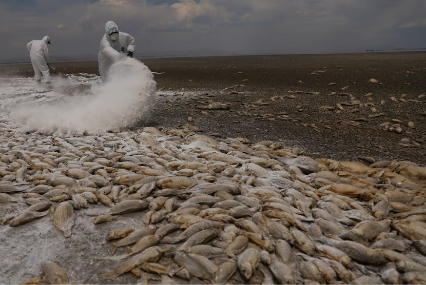  Petugas menebar kapur tohor di atas ikan yang mati akibat kekeringan di Laguna Bustilos, Anahuac, negara bagian Chihuahua, Meksiko, 7 Juni 2024. 