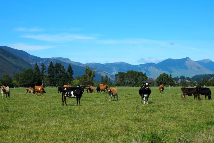Suasana peternakan sapi di Golden Bay, Selandia Baru, 29 Maret 2016.