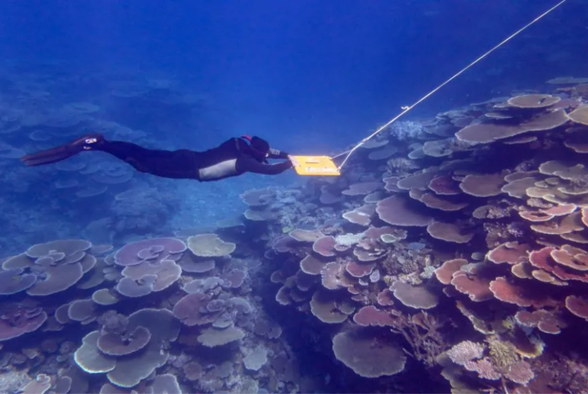 Penyelam melakukan penelitian di Greet Barrier Reef, Australia. 