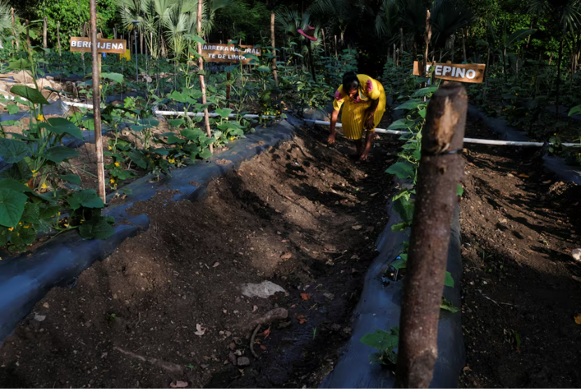 Warga Guatemala menjalankan program pertanian yang digagas WFP PBB untuk mengatasi masalah kelaparan dan malnutrisi.