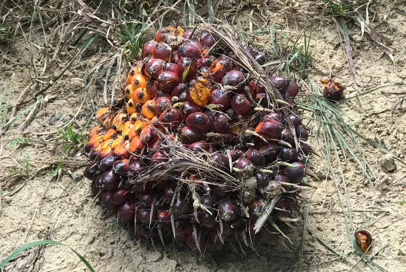 Kemenperin terus mendorong peningkatan nilai tambah kelapa sawit sebagai salah satu komoditas unggulan Indonesia agar menjadi produk yang memiliki harga jual lebih tinggi. (ilustrasi)