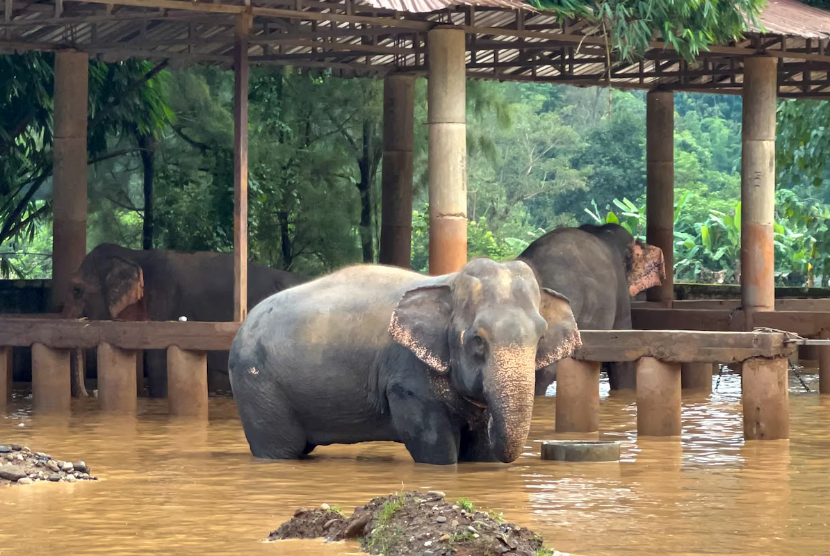 Banjir di Provinsi Chiang Mai, Thailand, mengancam kehidupan gajah. 