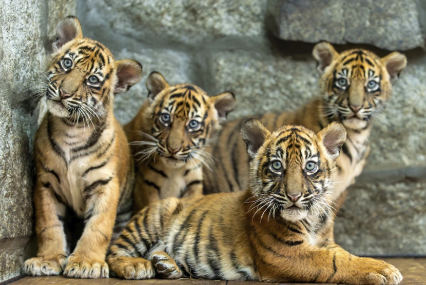 Empat harimau Sumatra lahir di kebun binatang Wroclaw, Polandia.