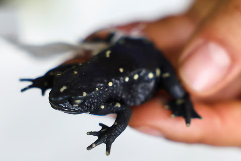  Seorang ilmuwan memegang katak Atelopus marinkellei yang ditangkap selama ekspedisi Institut Humboldt, di Villa de Leyva, Kolombia, 11 Oktober 2024. 