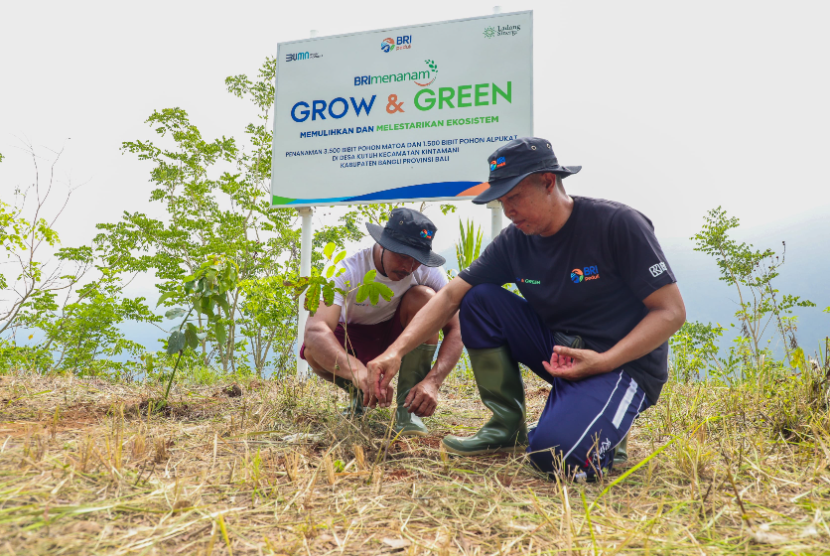 BRI kembali melaksanakan program BRI Menanam – Grow & Green melalui kegiatan penanaman pohon produktif