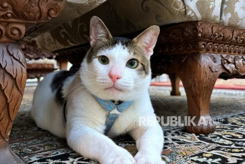 Kucing milik Presiden Prabowo Subianto, Bobby Kertanegara.