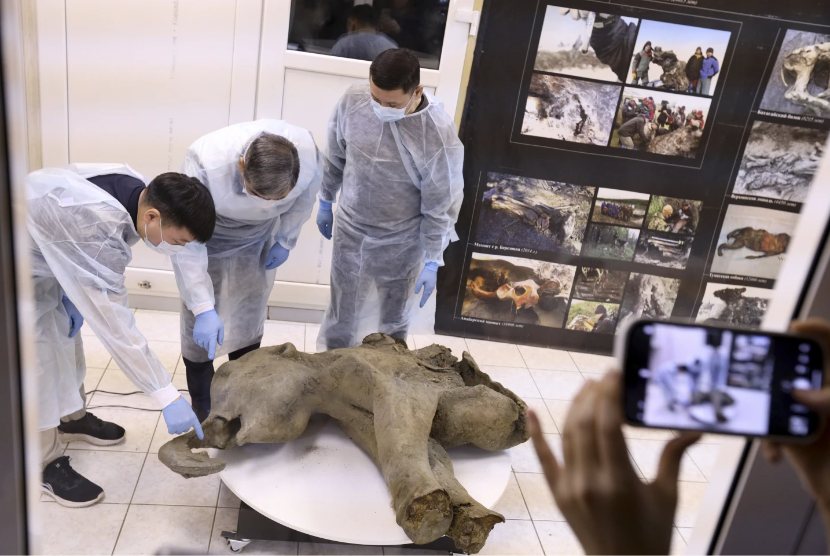 Bangkai bayi mamut berusia 50 ribu tahun yang ditemukan di Siberia. 