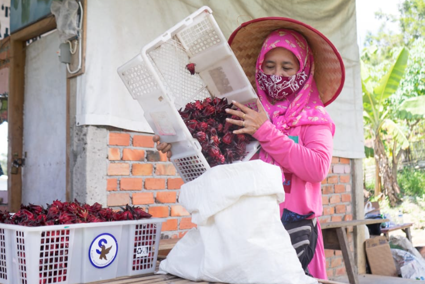 Para ibu rumah tangga yang tergabung dalam Sentra Industri Bukit Asam (SIBA) Rosella, salah satu Usaha Mikro dan Kecil (UMK) binaan PT Bukit Asam Tbk (PTBA). 