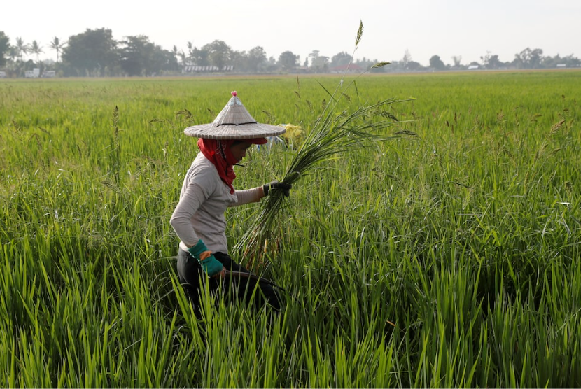 Petani Filipina beraktivitas di persawahan yang terletak wilayah Naujan, Agustus 2018. Filipina mengumumkan darurat ketahanan pangan. 