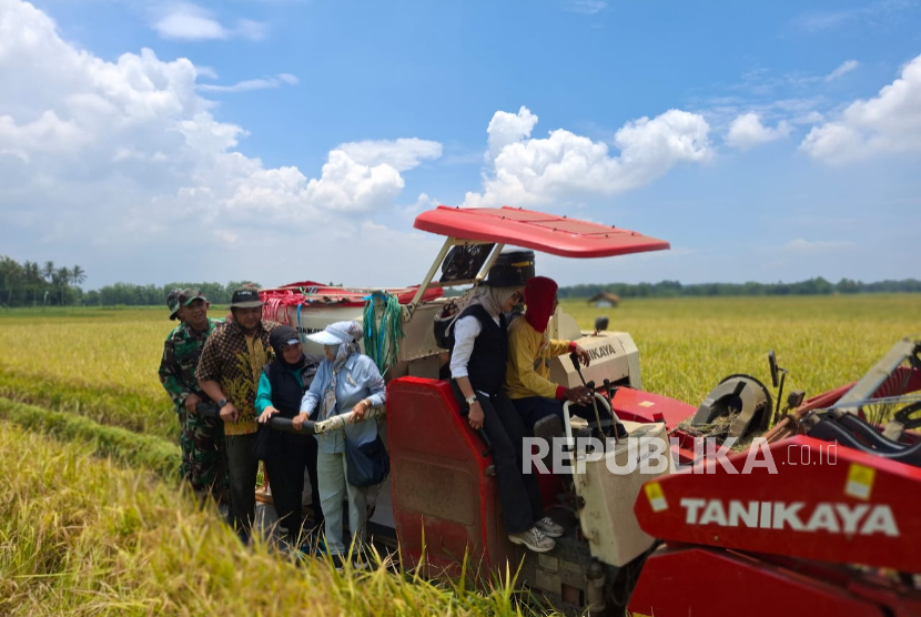 Penyerapan besar oleh Tim Jemput Gabah Bulog