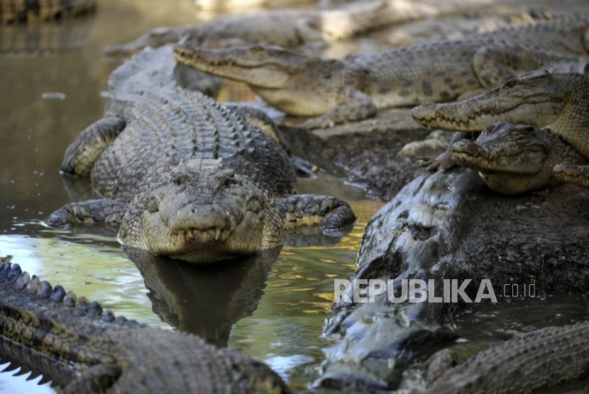 Seekor buaya berjuluk Karossa di dalam kandang di Budong-Budong, Pulau Sulawesi Barat, Indonesia, Senin, 24 Februari 2025.