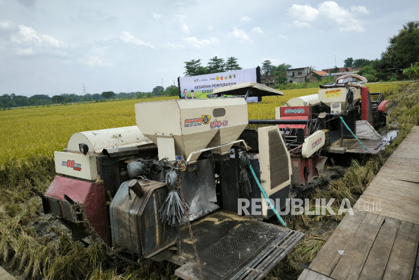 Area persawahan di Desa Sumber, Kecamatan Trucuk, Klaten, Jawa Tengah. Hasil panen padi, di lahan ini, nantinya akan diserap oleh Perum Bulog.