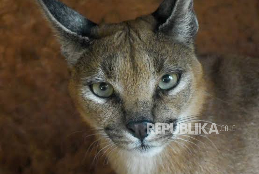 Caracal alias liynx gurun pasir.