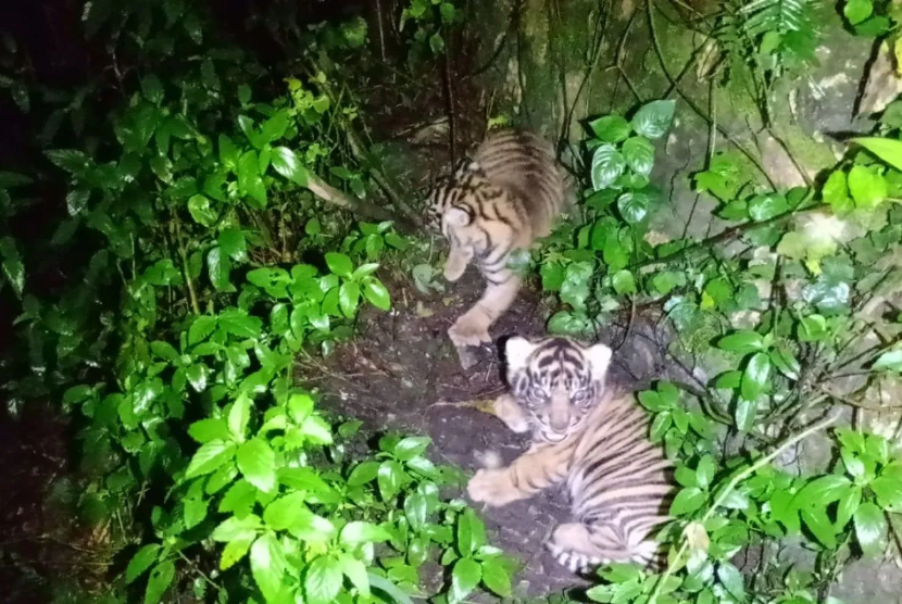 Dua anak Harimau Sumatera lahir di Sanctuary Harimau Sumatera Barumun.