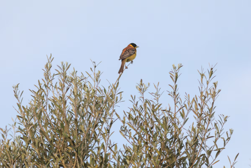 Burung bunting berkepala hitam terlihat di Pulau Lesbos, Yunani, 8 Mei 2025.