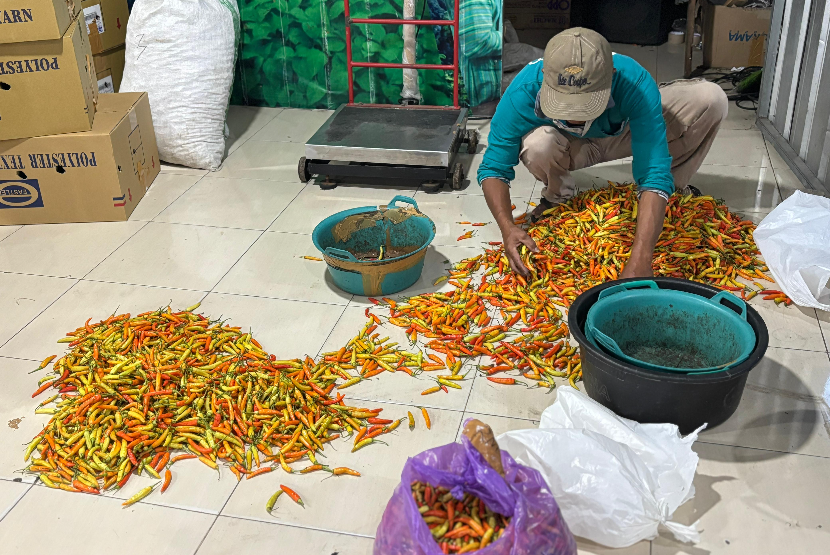 Tak lagi menggantungkan nasib pada tengkulak, ribuan petani cabai di Sleman kini menjual hasil panennya lewat sistem lelang digital yang transparan dan efisien.