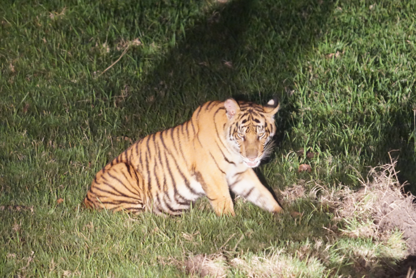 Harimau sumatera (Panthera tigris sumatrae).