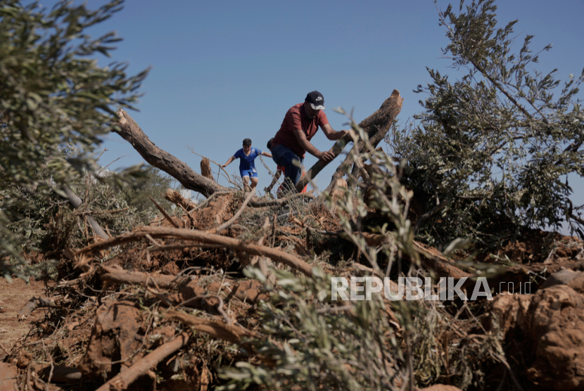Petani Palestina memeriksa pohon zaitun miliknya yang dicerabut militer Israel di desa Al-Mughayyir, Tepi Barat, Ahad, 24 Agustus 2025.