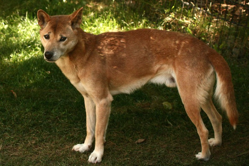 Freeport memberikan akses penelitian biodiversitas di Papua. Salah satu capaian penting adalah ditemukannya kembali hewan yang sempat diduga punah, yakni New Guinea Singing Dog, di area dekat operasi Freeport.