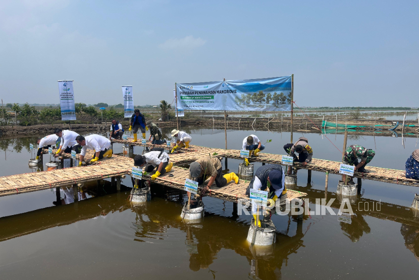 PT Pelabuhan Indonesia (Persero) atau Pelindo menanam 215.200 bibit mangrove di sembilan lokasi pesisir Indonesia.