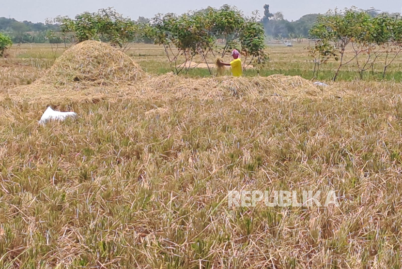 Menjaga Ketahanan Pangan dan Kemandirian Energi di Daerah Lumbung Padi