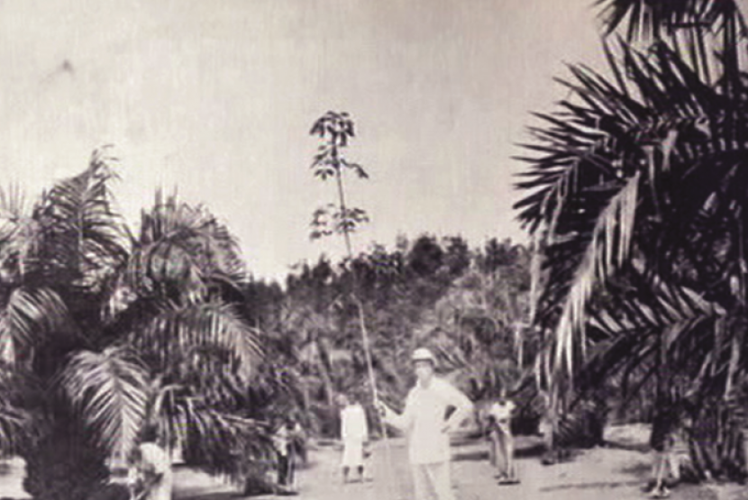 Perkebunan sawit di Sumatera pada masa kolonial.