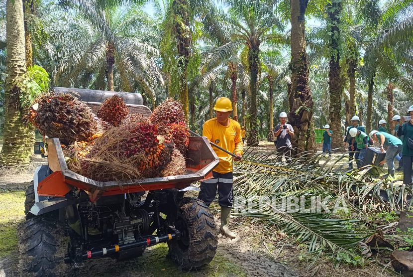 Seorang pekerja beraktivitas di sebuah perkebunan kelapa sawit di Pangkalan Bun, Kalimantan Tengah, Kamis (30/10/2025).
