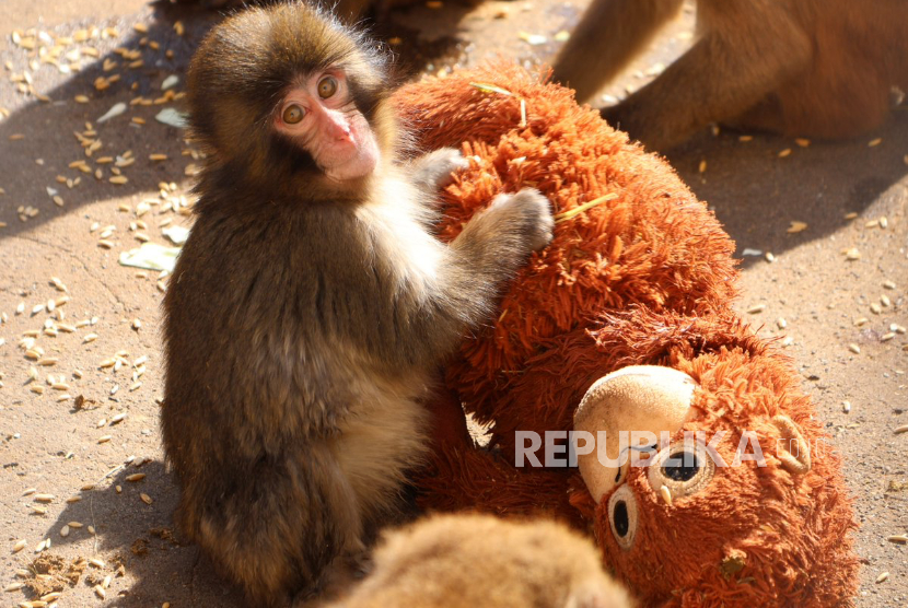 Punch bersama boneka monyetnya. Lahir pada Juli 2025, Punch harus menelan pil pahit ketika induk kandungnya menolak dan meninggalkannya sesaat setelah ia lahir.