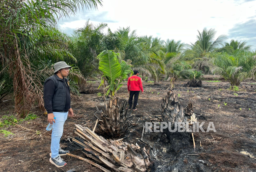 Sinyal El Nino Menguat, APHI Dorong Penguatan Antisipasi Karhutla