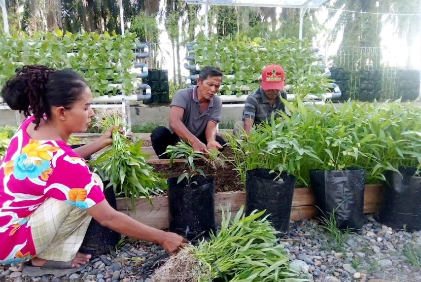 Kebun Harmoni Tumbuhkan Ketahanan Pangan Penyintas Banjir Aceh Tamiang