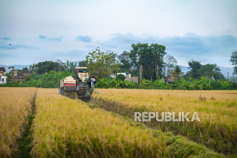 Panen Kelompok Tani Lestari Nogosari Kelurahan Trirenggo, Kabupaten Bantul, Daerah Istimewa Yogyakarta meningkat.