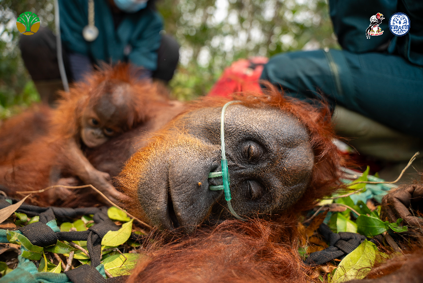 Habitat Terbakar dan Makin Terbatas, Induk serta Anak Orangutan Dievakuasi