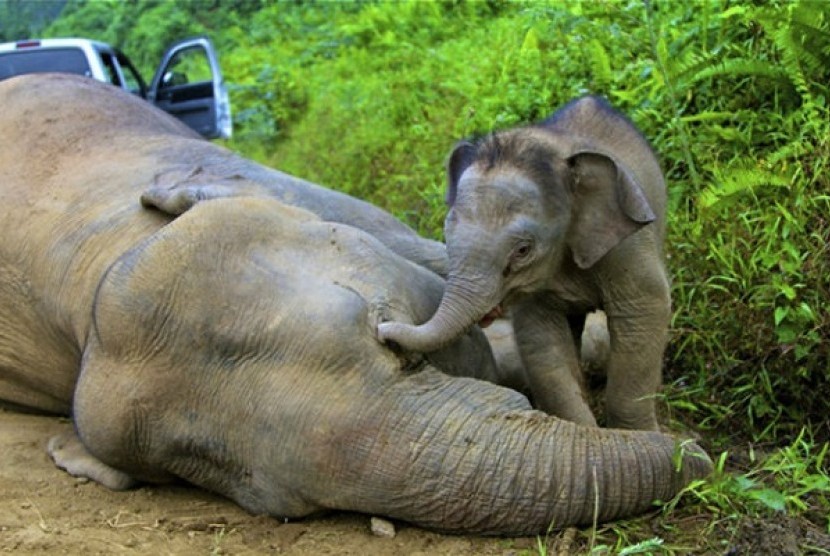 A 3-month-old elephant calf tries to awake its dead mother at the Gunung Rara Forest Reserve in Sabah, Malaysia. Ten endangered Borneo pygmy elephants have been found dead in the Malaysian forest under mysterious circumstances, and wildlife authorities sus