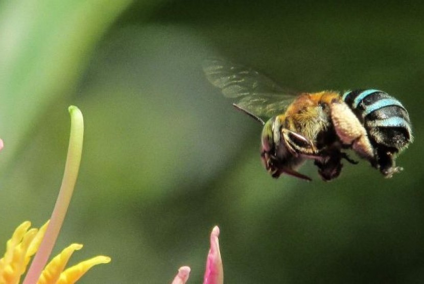  A blue-banded bee hovers above a pink flower Lebah blue-banded bee.
