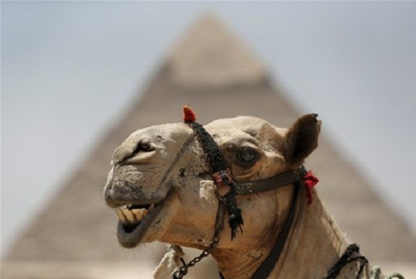 A camel stands in front of the Khafre pyramid, at the historical site of the Giza Pyramids, near Cairo, Egypt, Tuesday, Aug. 27, 2013. Due to the country's violent turmoil, some flights that can carry more than 100 passengers from Europe arrive with just n