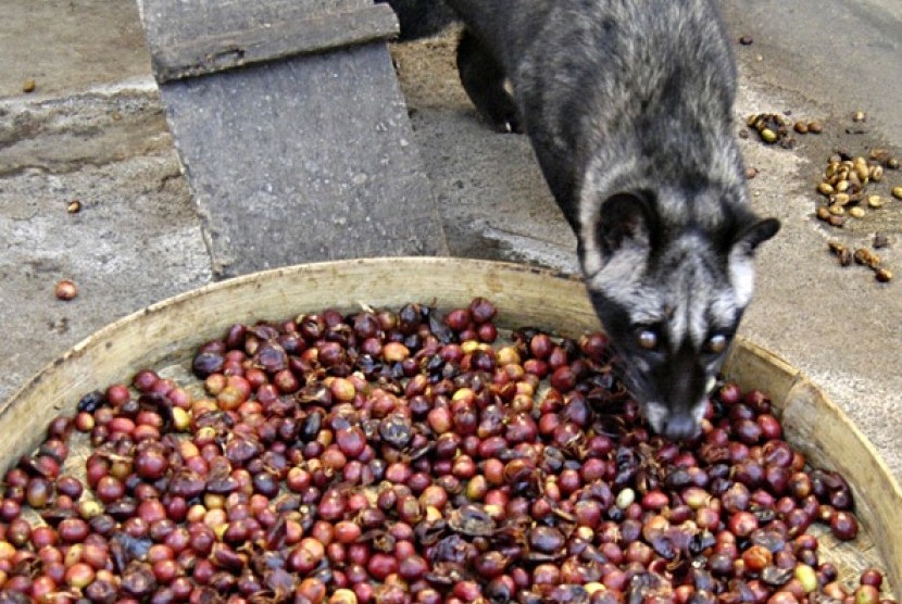 A civet eats coffee beans. The coffee beans are still in their shape after passing through civet's digestive system. The civet's faeces then collected to be processed further, to make civet coffee. (illustration)