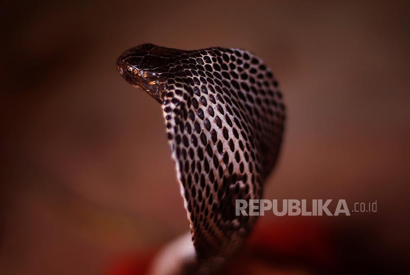 Cobra (ilustrasi).