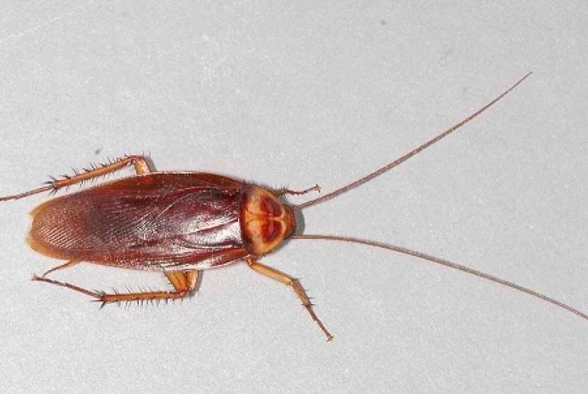 A cockroach (illustration)