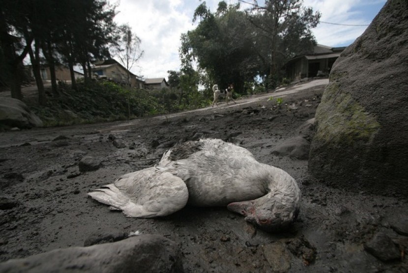 A duck lies dead in the foothill of Mt Sinabung, last month. The village is now deserted because its residents seek refugee to saver places due to the mount's eruption.    