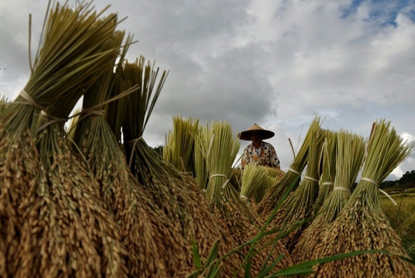 A farmer arranges paddies after harvesting in North Toraja, South Sulawesi. (file photo)