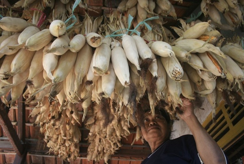A farmer selects dried corns used as seeds. (illustration)  