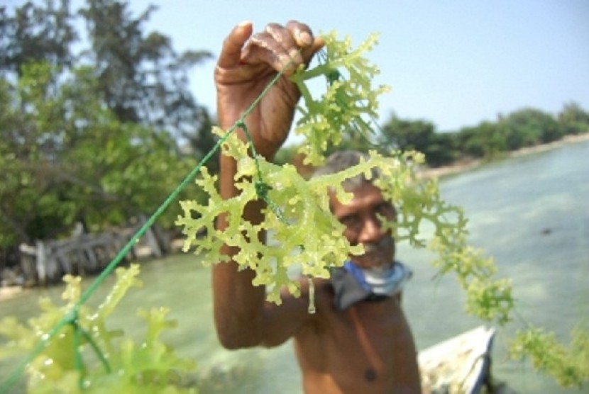 The ministry provides some trainings to fishermen, including cultivating seaweed. (Illustration)
