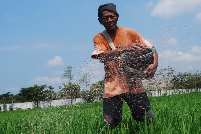 A farmer spreads fertilizer in a paddy field in Madiun, East Java. (illustration)  