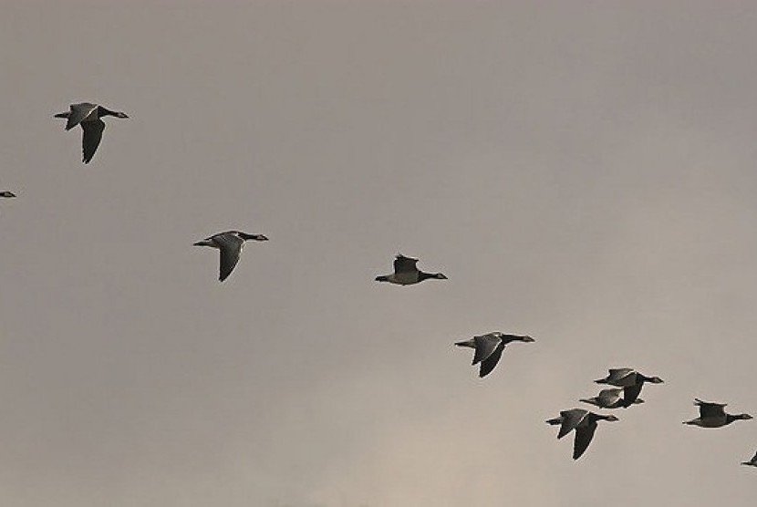 A flock of Barnacle Geese during autumn migration (illustration)