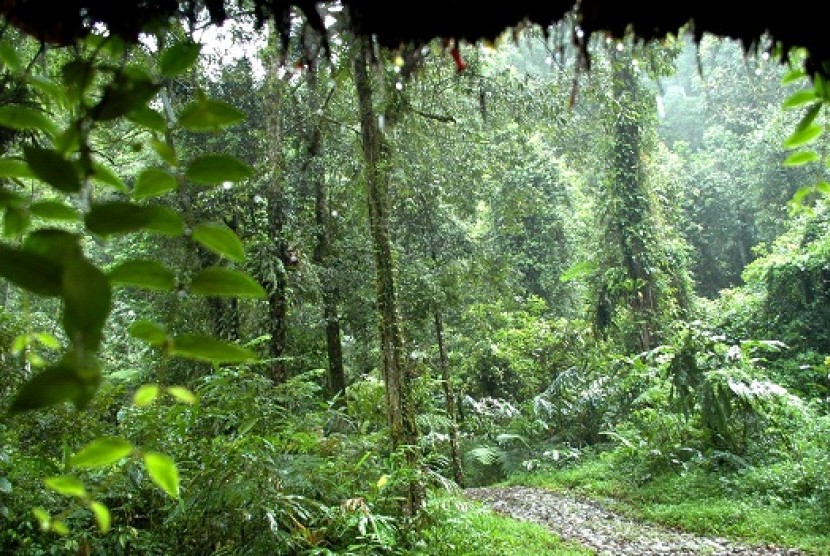 A forest in West Java (photo file)  