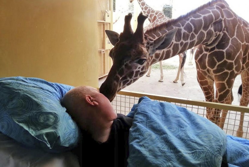 A giraffe at Blijdorp Zoo in Rotterdam giving a lick to terminally ill Mario Eijs on Wednesday March 19, 2014 .