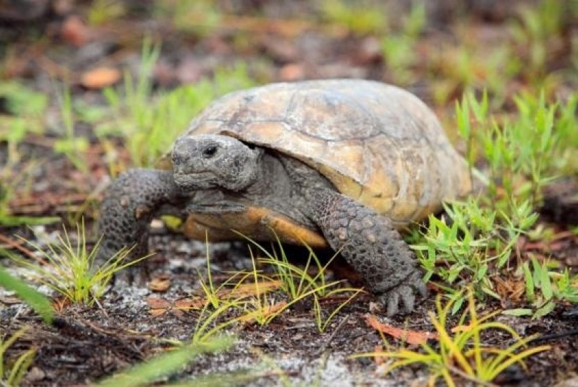 A gopher tortoise moves through freshly sprouted vegetation in this undated handout photo courtesy of Florida Fish and Wildlife Research Institute (FWC).