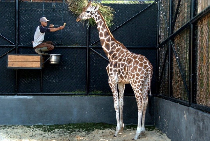 A man feeds a girafe in Subaya Zoo's quarantine facility in Surabaya, East Java. (illustration)