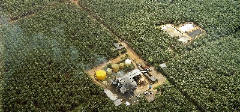 A Palm plantation in Central Kalimantan (illustration).