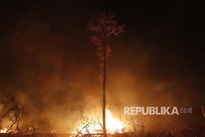 Api melalap sebuah pohon di belantara Amazon (ilustrasi).